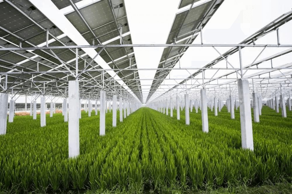 How Can Agricultural Photovoltaic Achieve a Win-Win Situation?